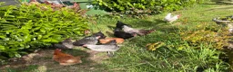Hens poultry for sale: Young Hens  for sale  in Bushey - Advert 3