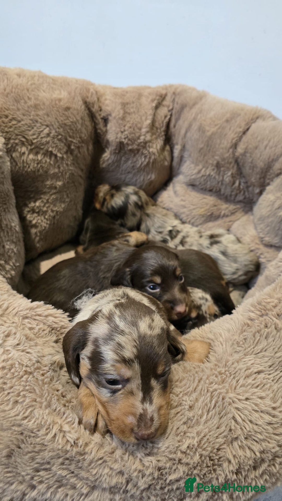 Miniature Dachshund dogs for sale: ❤️Longhair and wirehair sausages❤️ - Advert 6
