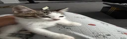 Mixed Breed cats for sale: Tabby kitten in Glasgow - Advert 7