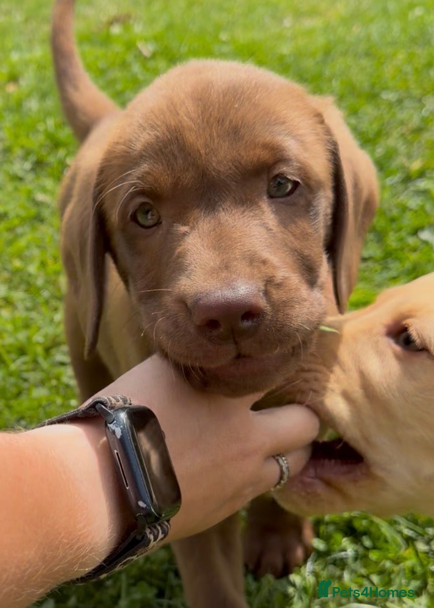 Labrador Retriever dogs 🐾8 weeks JUNE🐾 - Advert 1