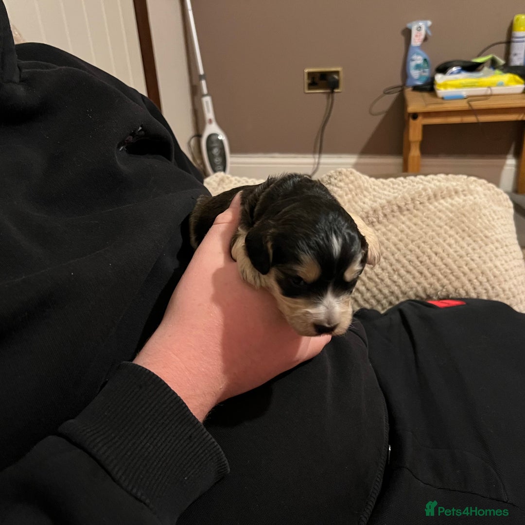 Cockapoo dogs for sale: F1b Cockerpoo puppies. - Image 7