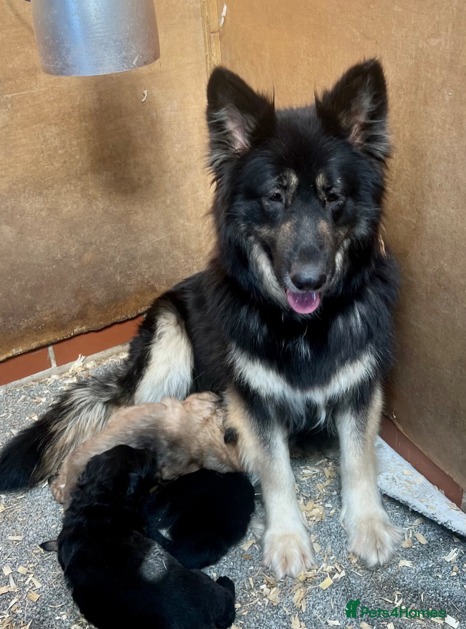 German Shepherd dogs 3 beautiful straight back German shepherd puppys - Advert 6