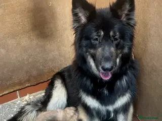 German Shepherd dogs 3 beautiful straight back German shepherd puppys - Advert 5