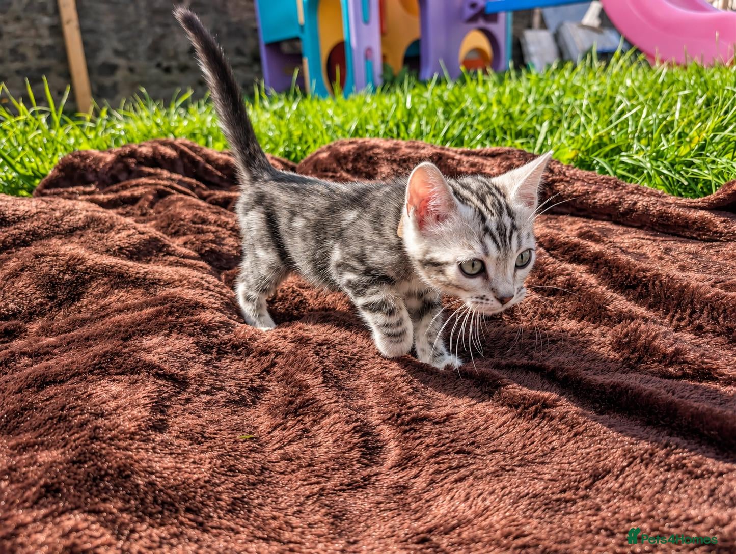 Bengal cats TICA Marble Bengal Kittens, Health Tested ❤️ - Advert 2