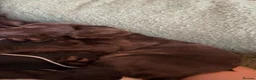 Cockapoo dogs for sale: Only 2 girls left! Gorgeous Cockapoo Puppies 🐾 - Advert 17