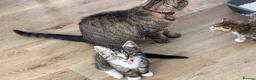 Mixed Breed cats for sale: Beautiful tabby kittens  - Advert 13
