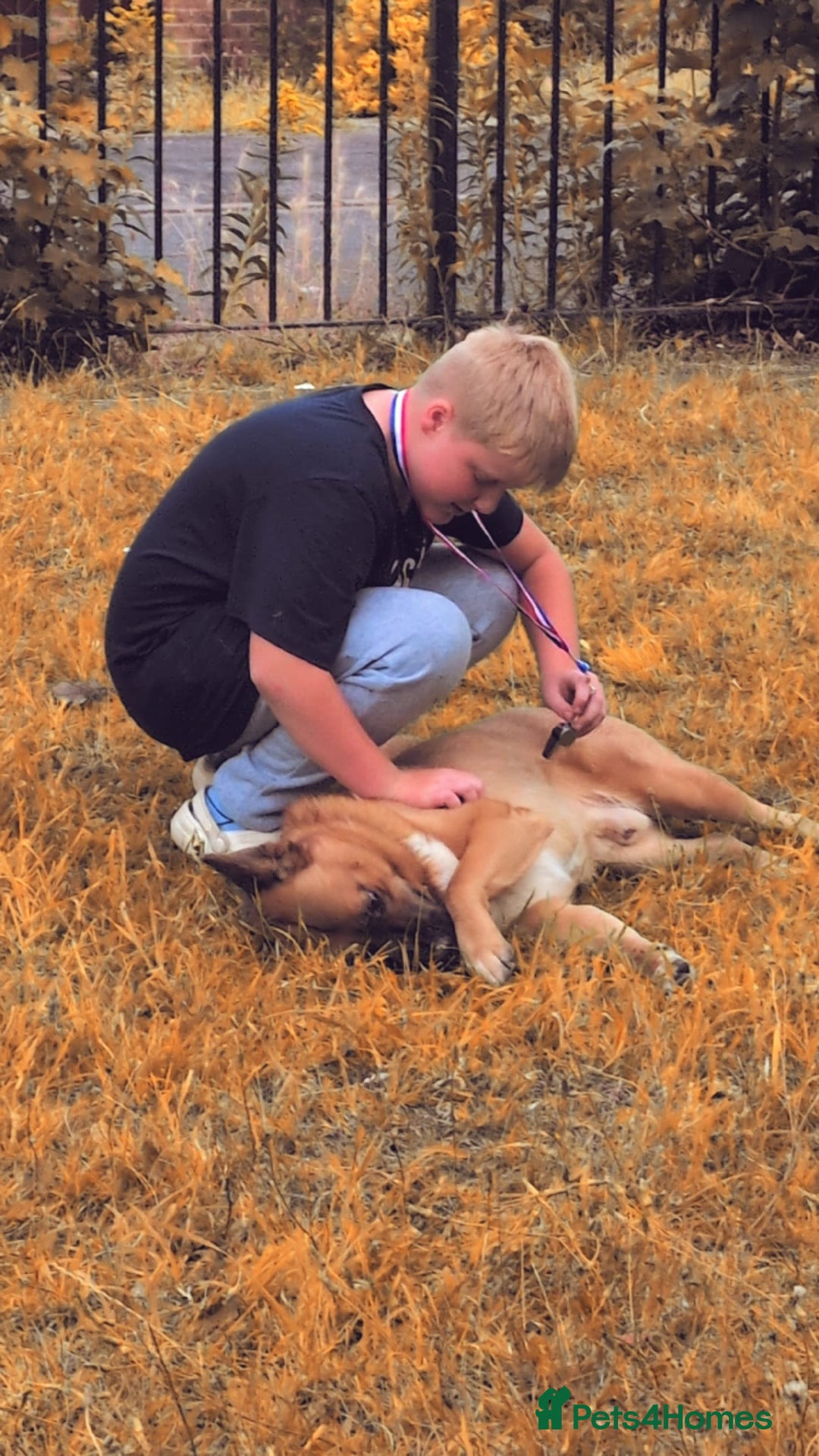 Mixed Breed dogs for sale: German shepherd cross Akita - Image 2