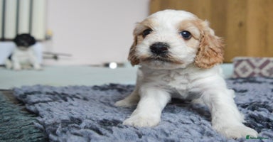 Cockapoo dogs - Advert 3