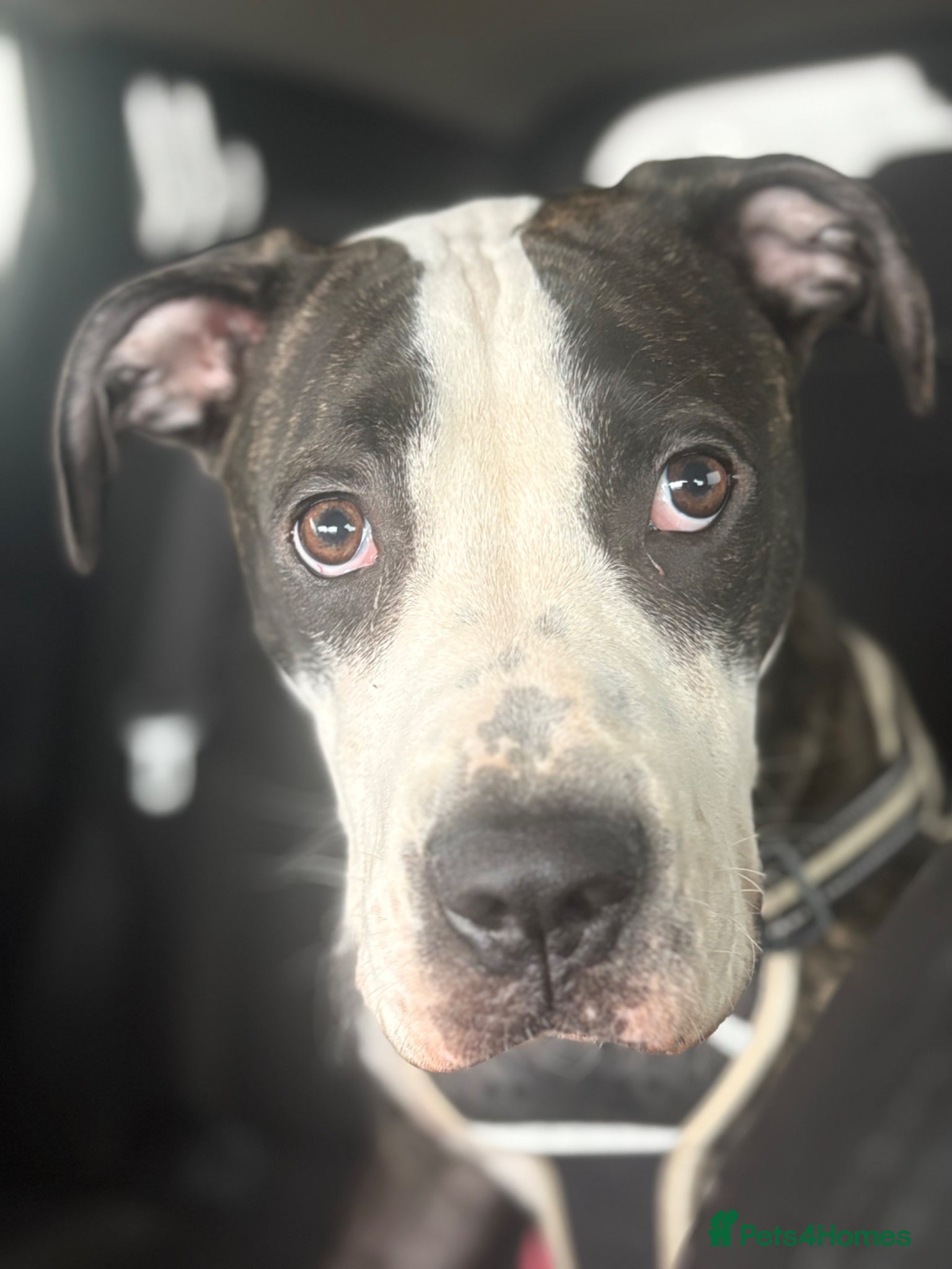 American Bulldog dogs Beautiful female American Bulldog - Advert 14