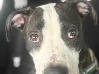 American Bulldog dogs Beautiful female American Bulldog - Advert 14