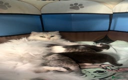 Mixed Breed cats for sale: Beautiful mixed breed kittens  - Image 11