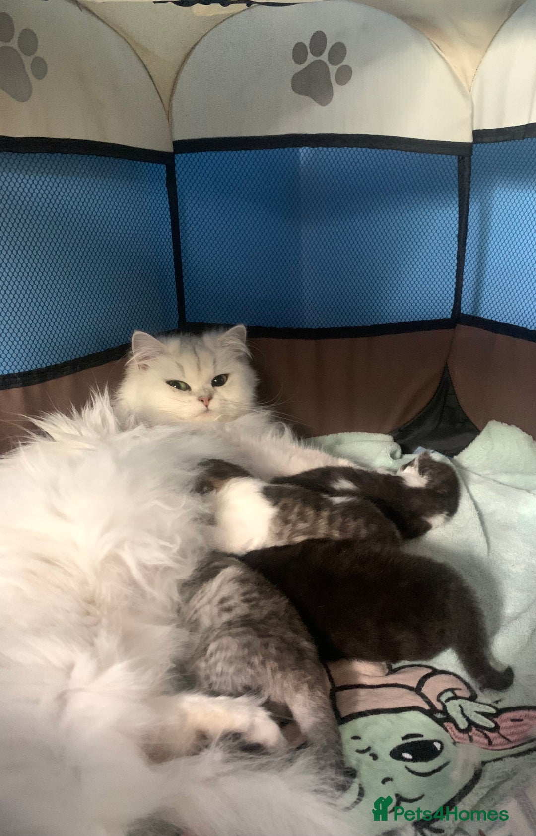 Mixed Breed cats for sale: Beautiful mixed breed kittens  - Image 11