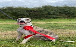 Whippet dogs for stud: Whippet  for stud top quality  - Image 3
