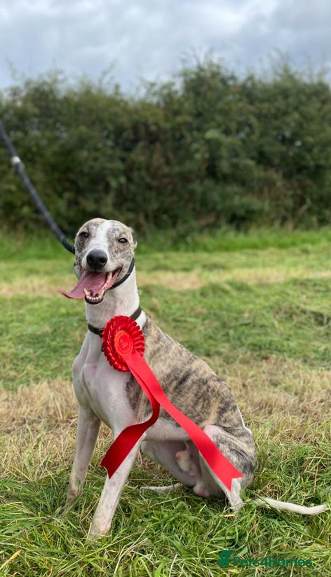 Whippet dogs for stud: Whippet  for stud top quality  - Image 3