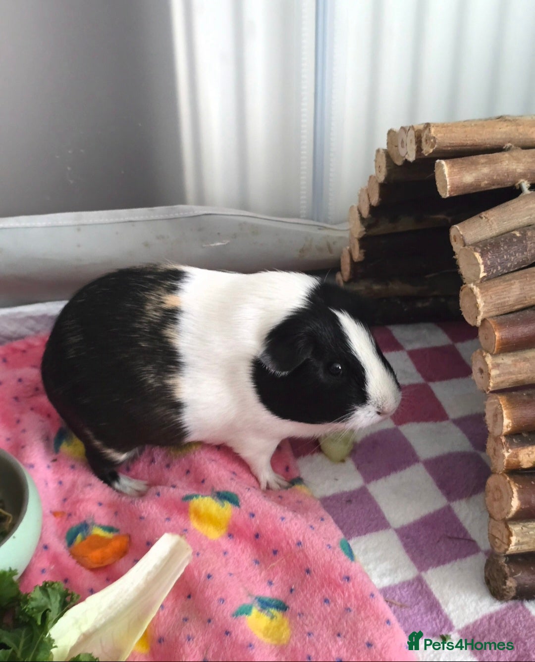 Guinea Pig rodents for sale: Two guinea pigs (female) - Image 1