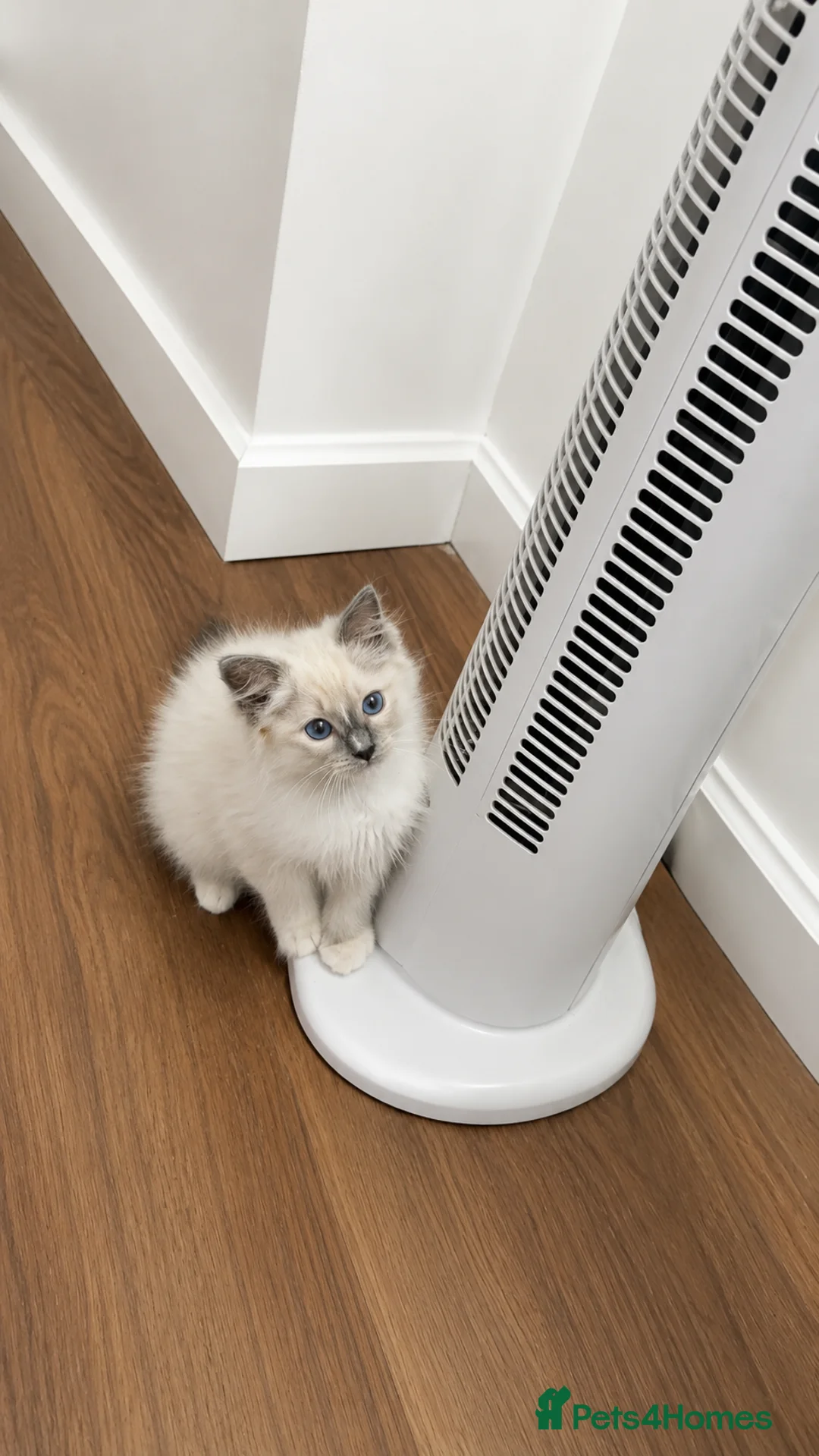 Ragdoll cats for sale: GCCF registered ragdoll kittens ready nxt weekend  in Dagenham - Advert 2