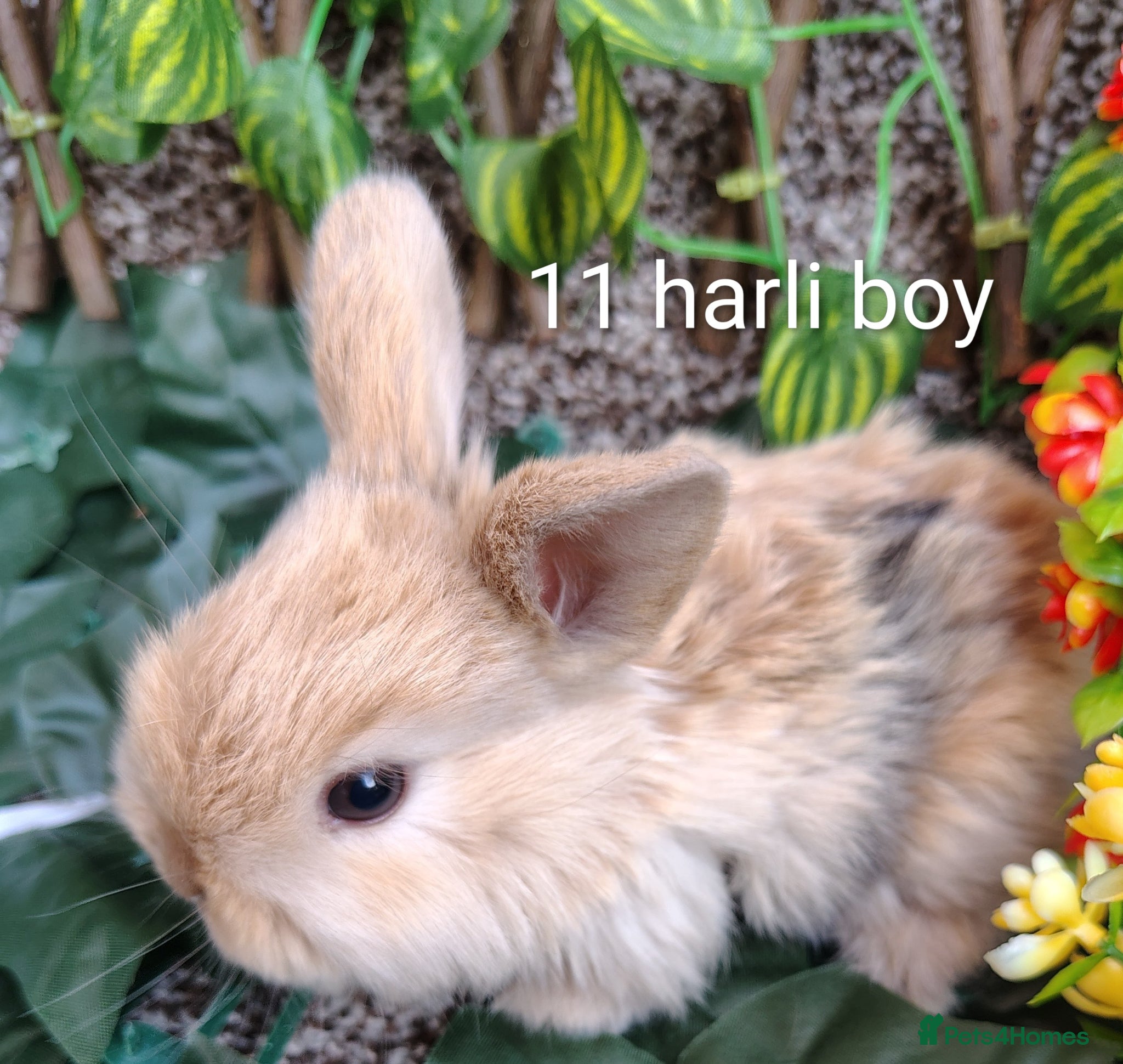 Mini Lop rabbits Mini lop babies - Advert 20