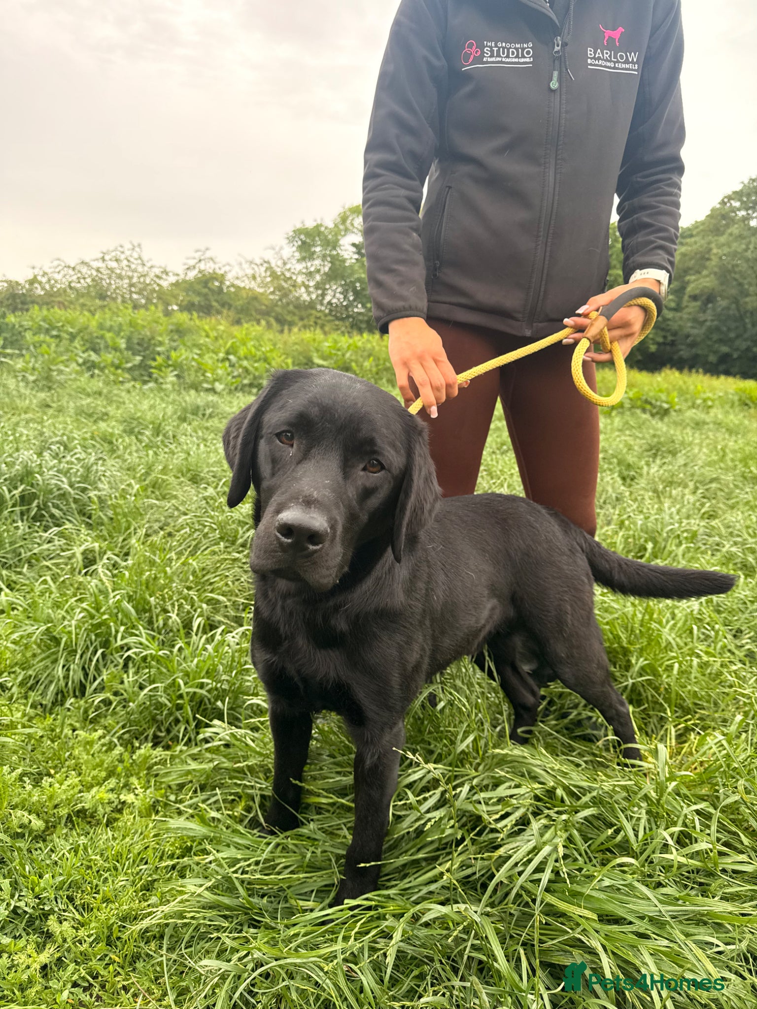 Labrador Retriever dogs 💙 Beautiful Black Labrador For Sale 💙 - Advert 1