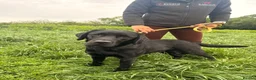 Labrador Retriever dogs for sale: 💙 Beautiful Black Labrador For Sale 💙 in Leyland - Advert 1