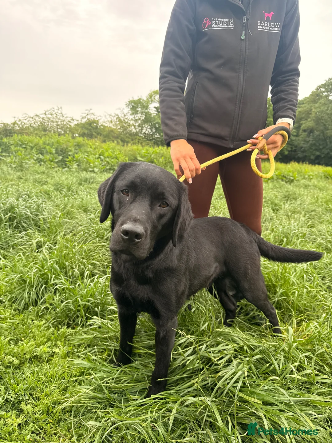 Labrador Retriever dogs for sale: 💙 Beautiful Black Labrador For Sale 💙 in Leyland - Advert 1