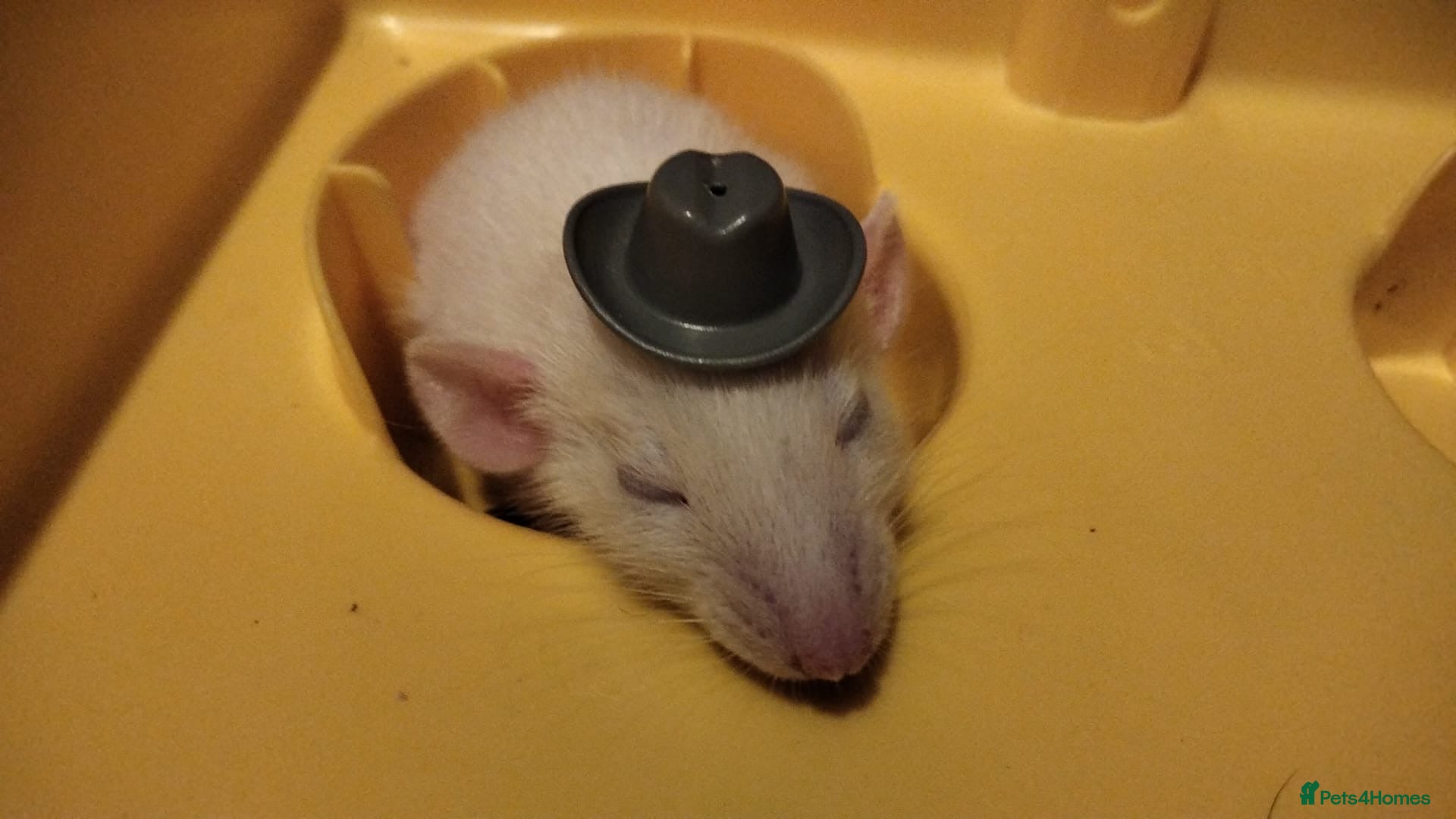 Rat rodents Beautiful baby rats for 5* homes only  - Advert 16