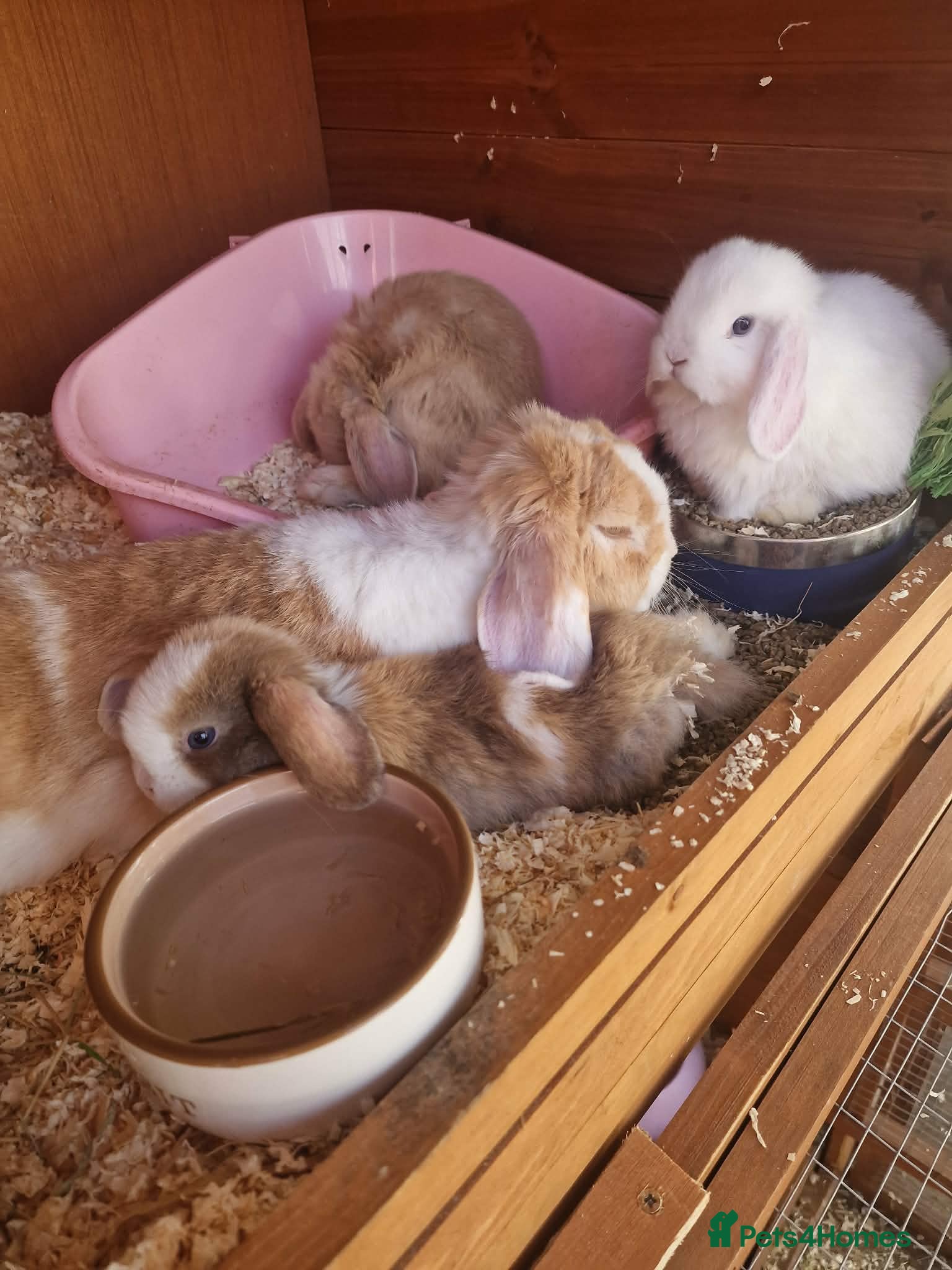 Mini Lop rabbits Beautiful Mini Lops 6 weeks Ready to Reserve Now - Advert 1