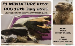 Cockapoo dogs for sale: F1 Cockapoos. DNA Health Tested  in Pershore - Image 3