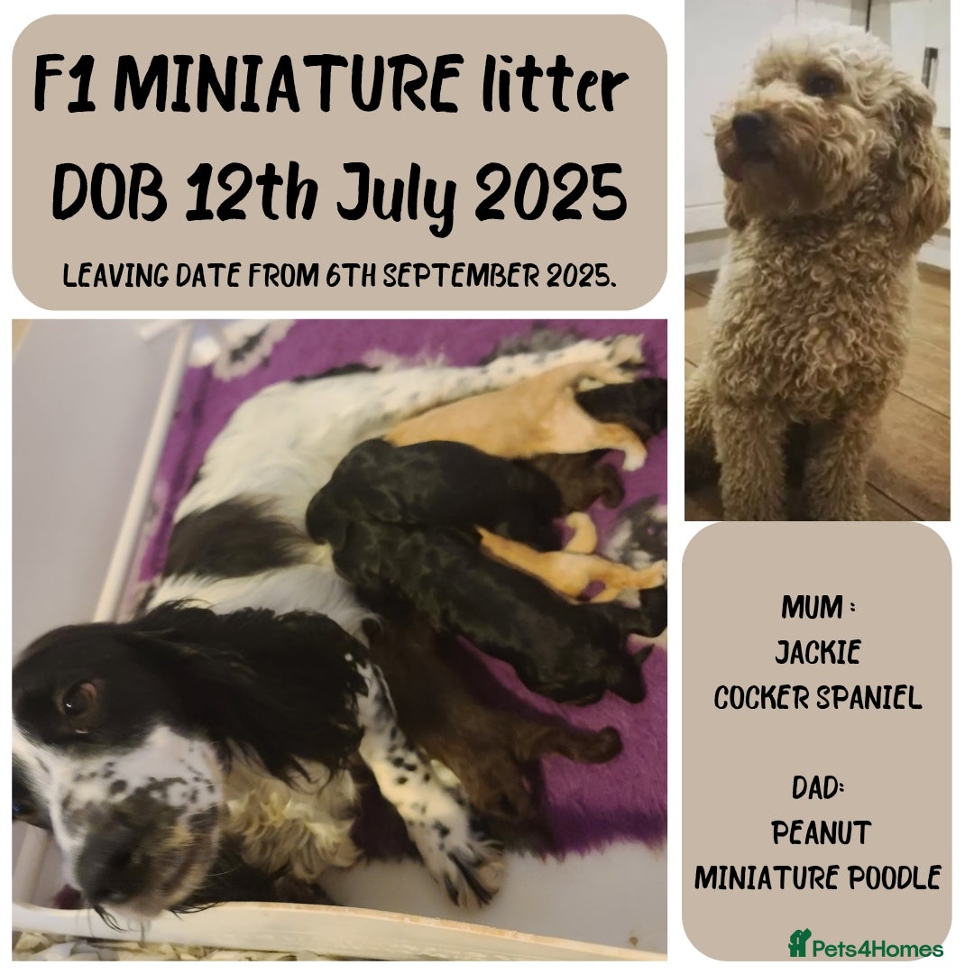 Cockapoo dogs for sale: F1 Cockapoos. DNA Health Tested  in Pershore - Image 3