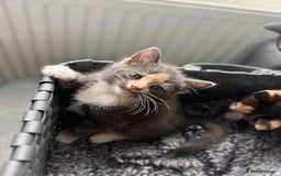 Mixed Breed cats for sale: Kittens  - Image 6