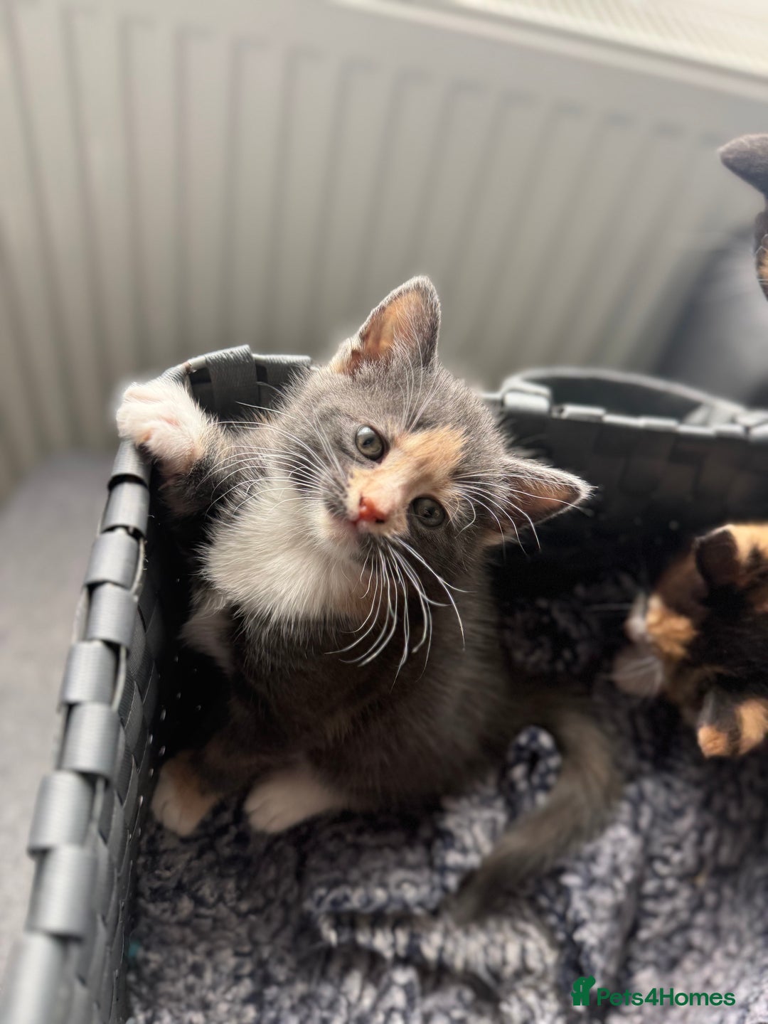 Mixed Breed cats for sale: Kittens  - Image 6