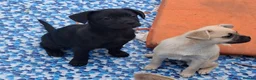 Mixed Breed dogs for sale: French bulldog x german spitz in Wigan - Advert 18