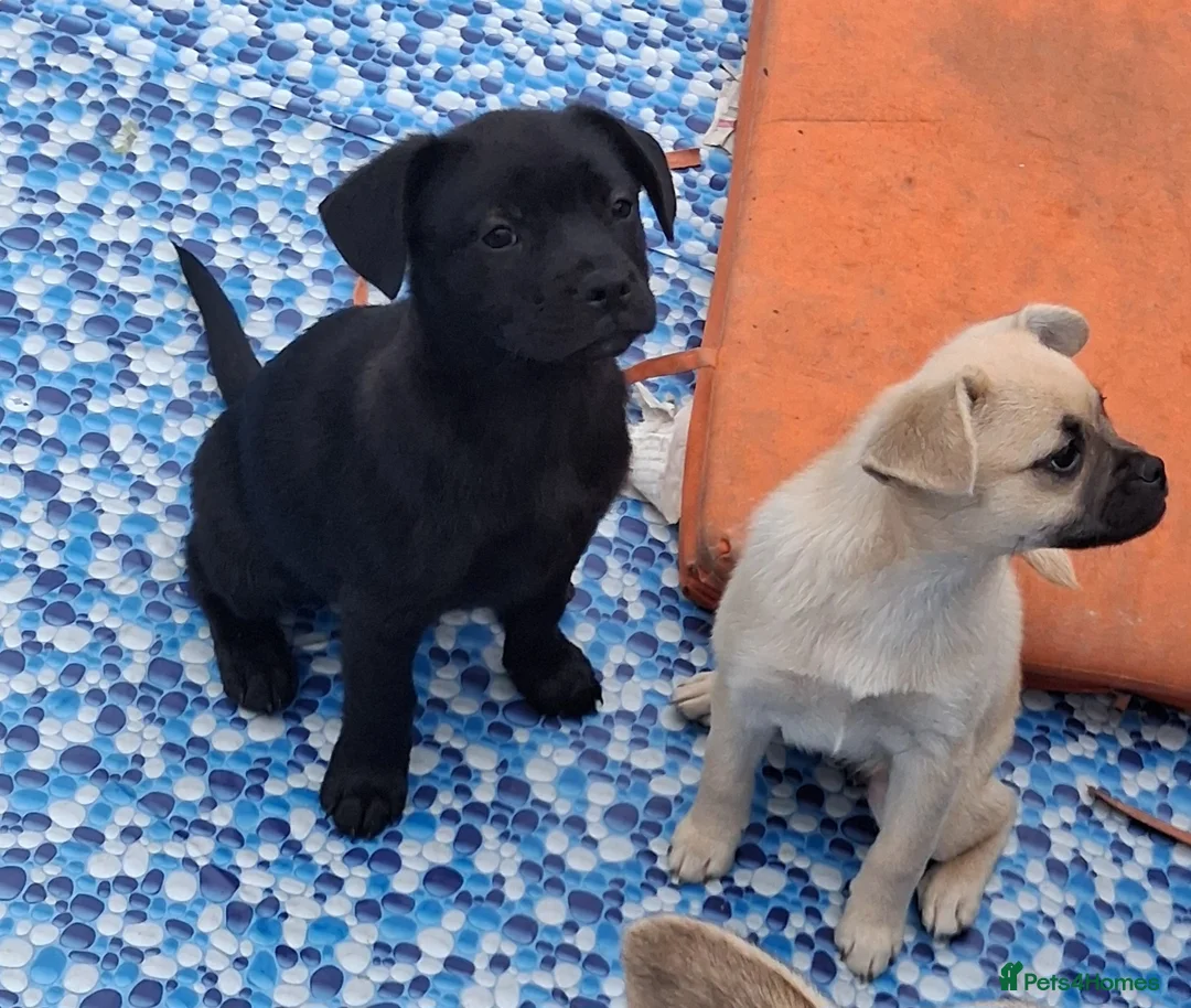 Mixed Breed dogs for sale: French bulldog x german spitz - Advert 7