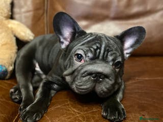 French Bulldog dogs KC registered French Bulldog Girl & 1 Boys 🐶❤️ - Advert 18