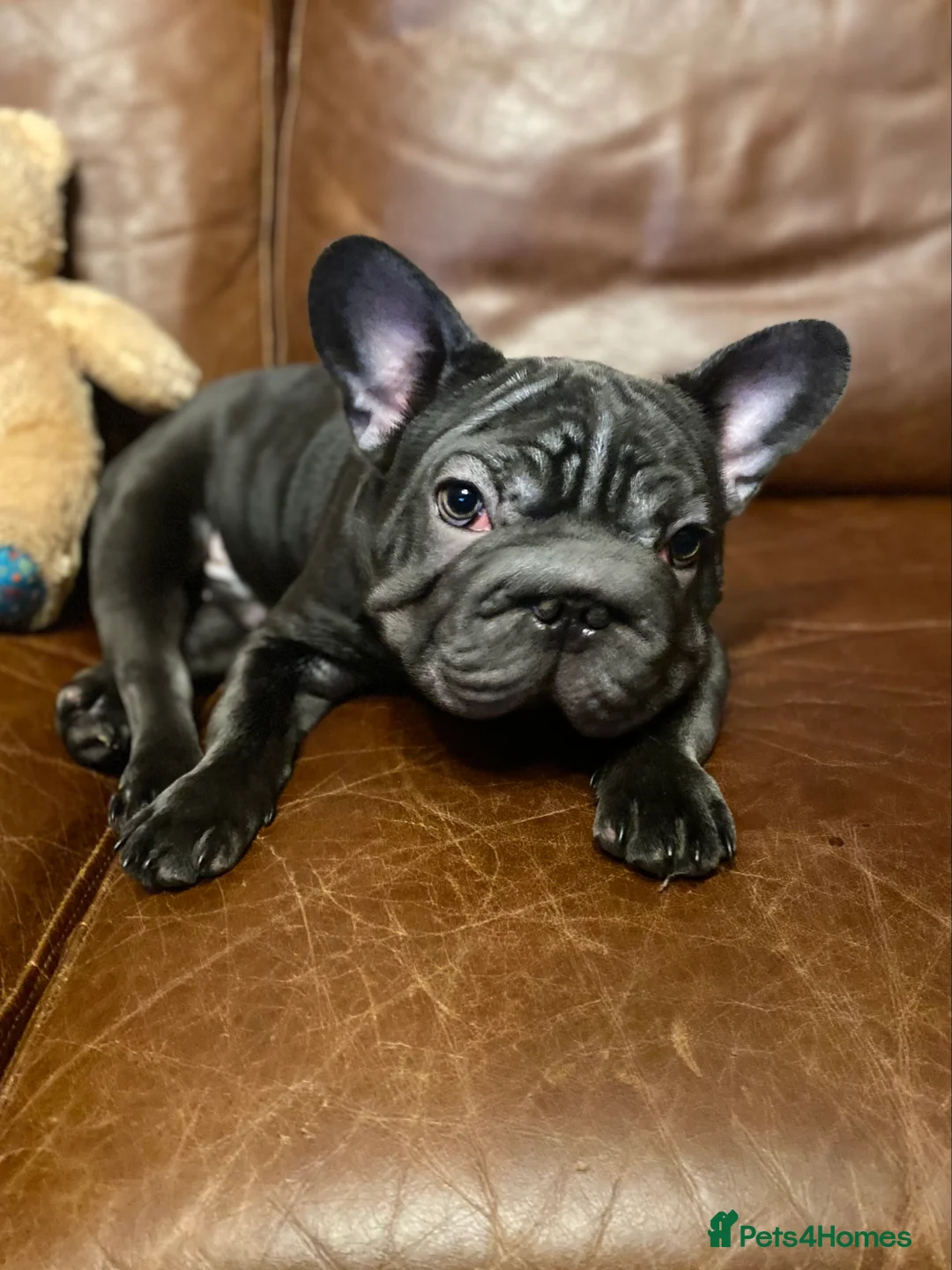 French Bulldog dogs for sale: KC registered French Bulldog Girl  & 1 Boys 🐶❤️ - Advert 14