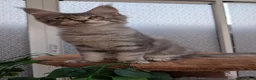 Maine Coon cats for sale: Stunning Maine coon kittens  - Advert 31