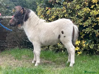 Shetland pony horses Hermits Jesse ,Miniature Shetland foal - Advert 2