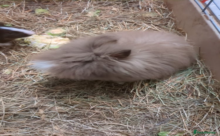 Lionhead rabbits - Advert 6