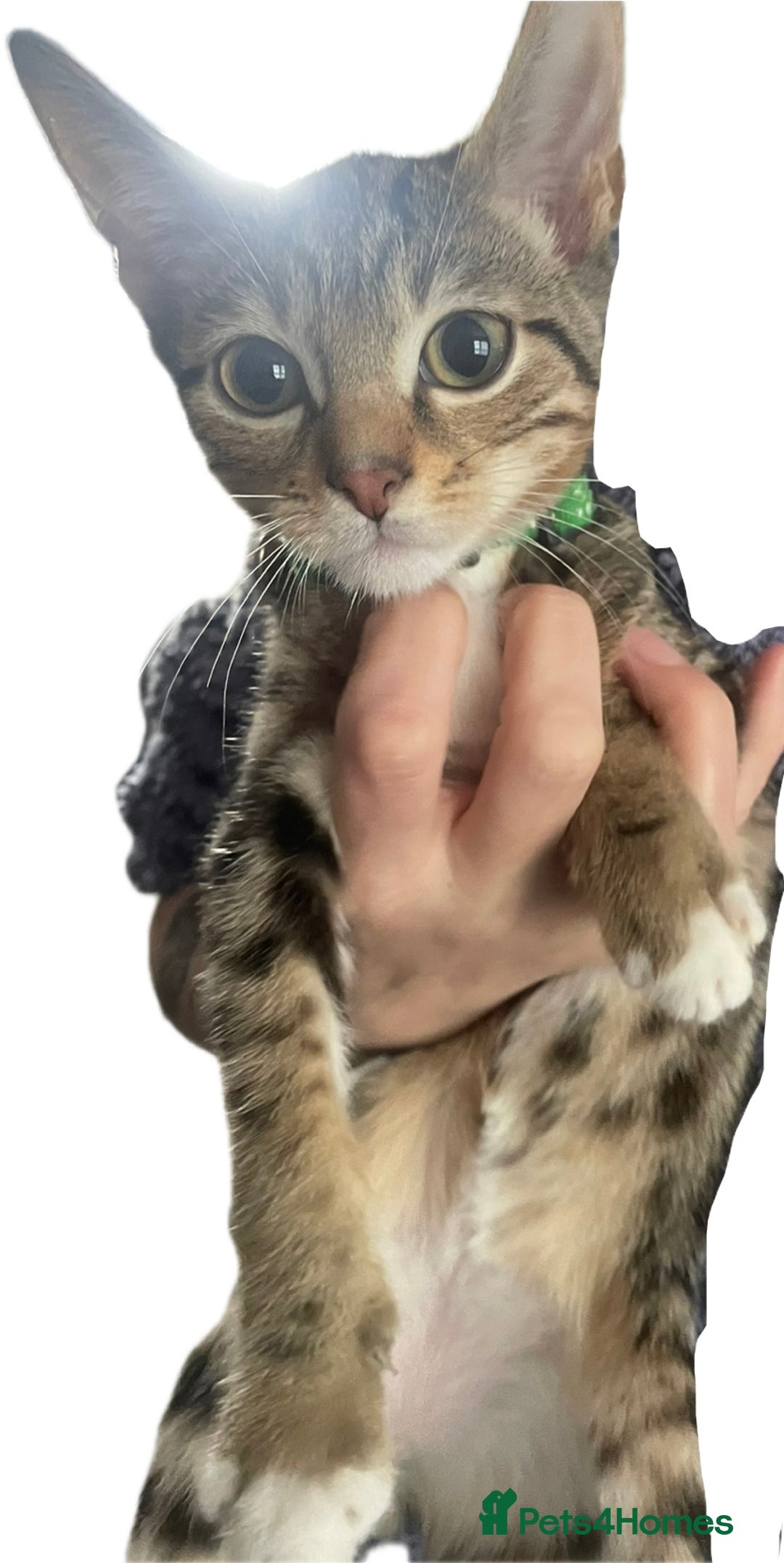 Bengal cats for sale: 🌟 Stunning Male Bengal Kittens – 3 Months Old 🌟 - Image 4
