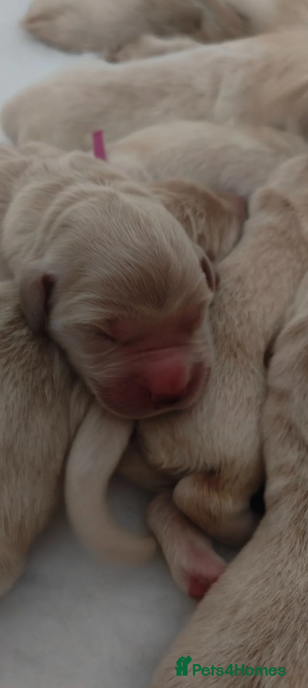 Golden Retriever dogs for sale: Stunning KC chunky show golden retriever puppies  - Advert 2