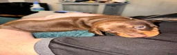 Miniature Dachshund dogs for sale: Loving homes needed  in Taunton - Advert 5