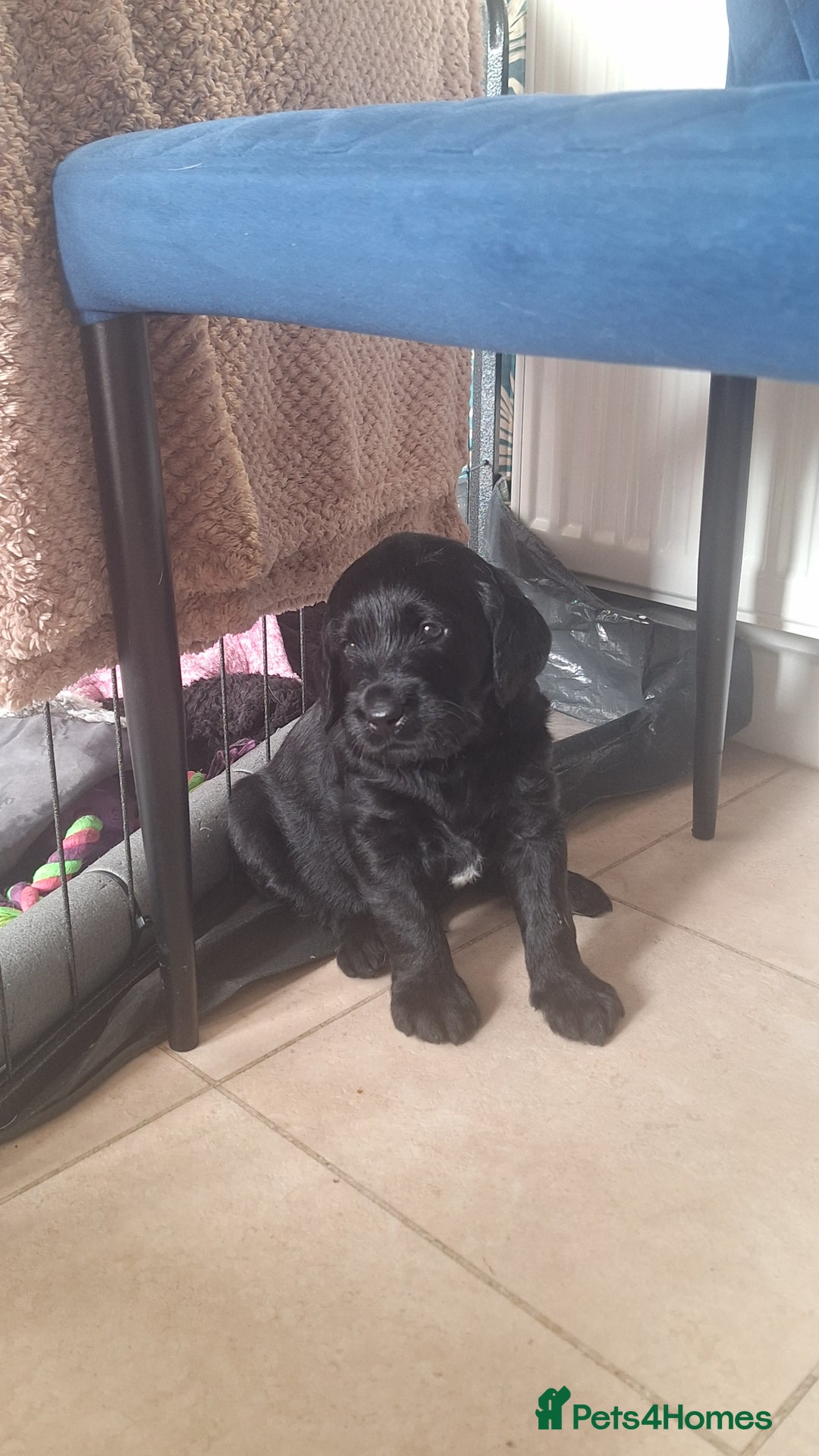 Labradoodle dogs for sale: Labradoodles x2 boys. Alloa - Image 24
