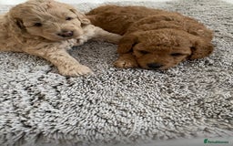 Labradoodle dogs for stud: Stud miniature labradoodle  - Image 6