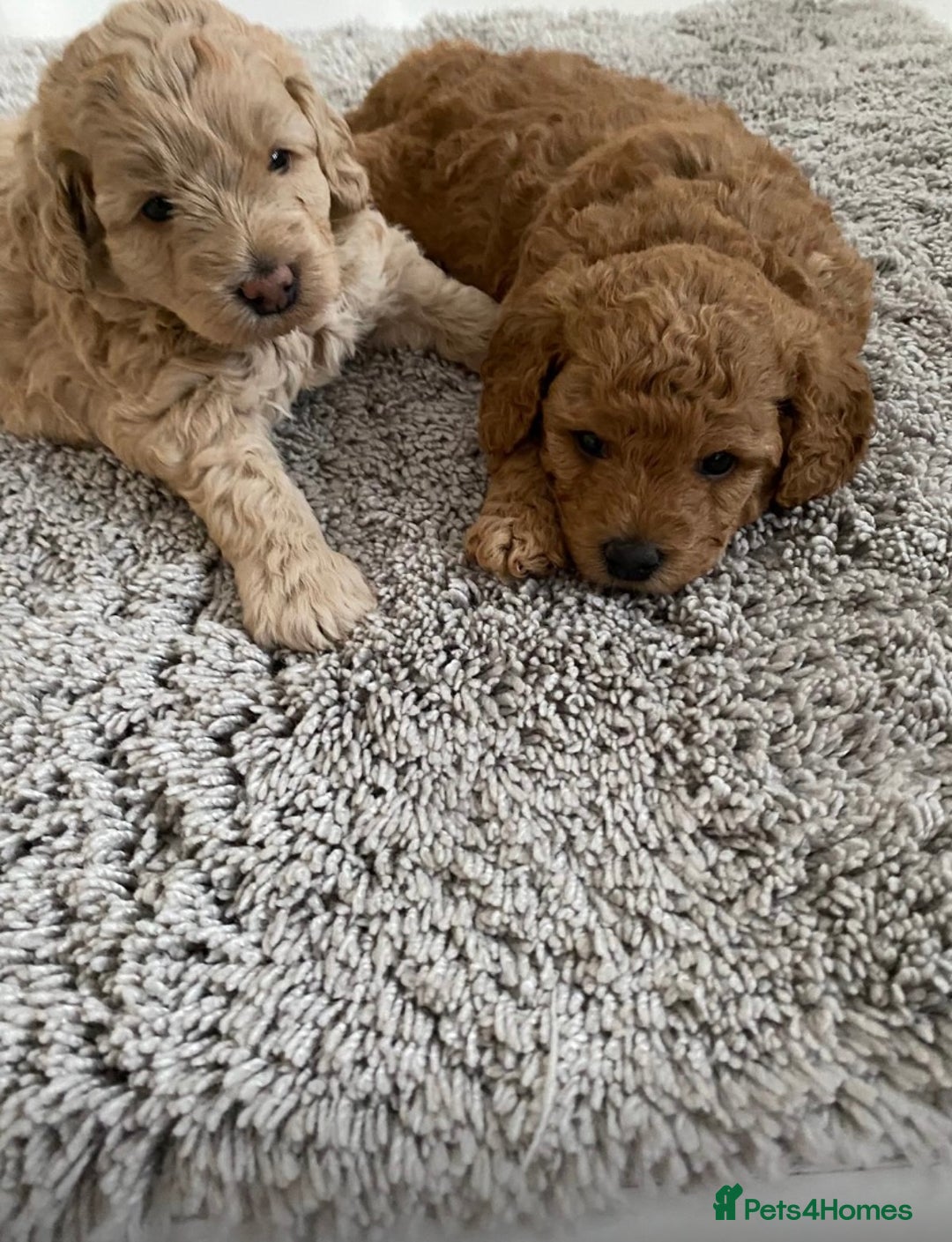 Labradoodle dogs for stud: Stud miniature labradoodle  - Image 6