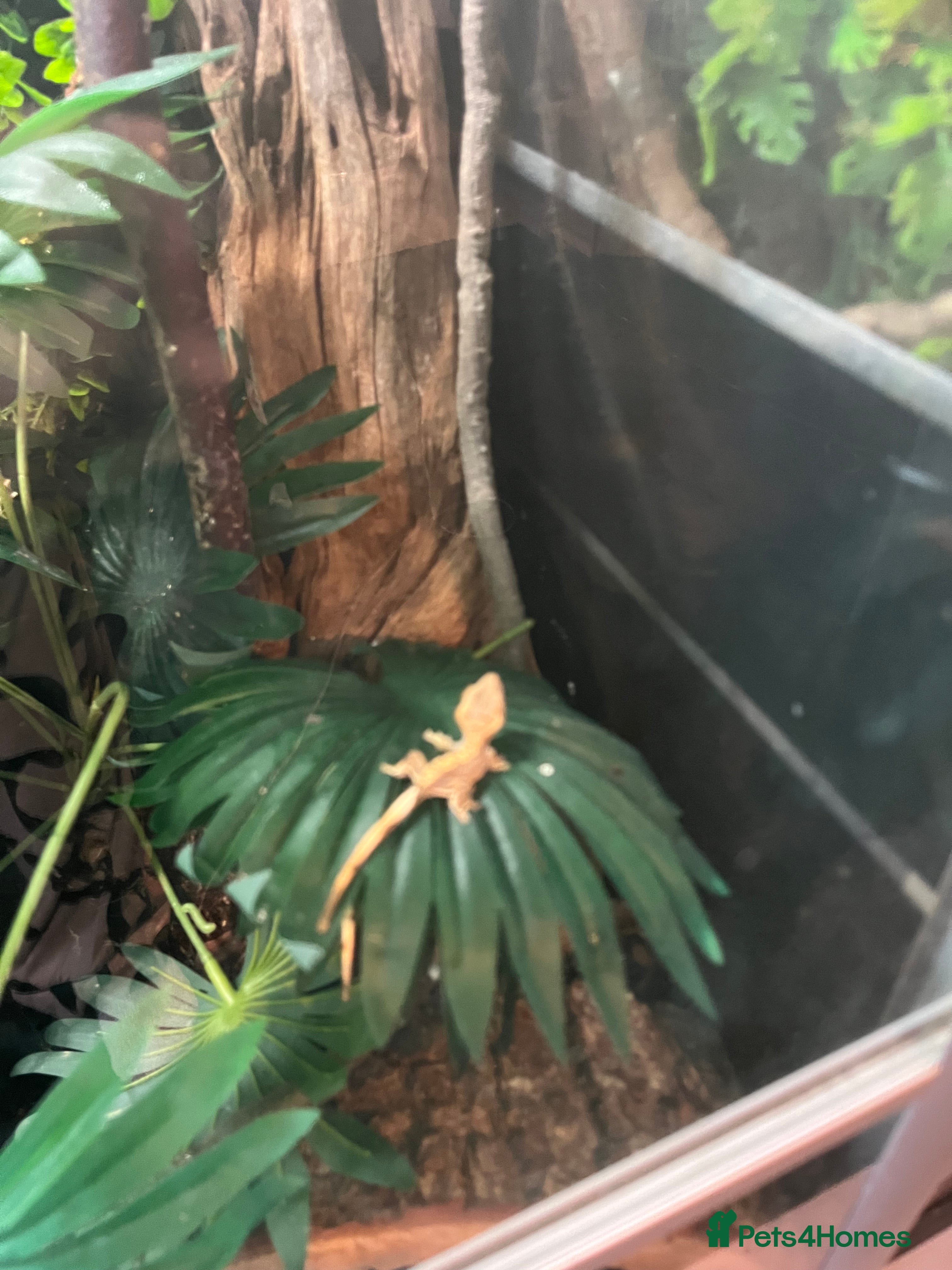 Gecko reptiles Crested gecko babies  - Advert 1