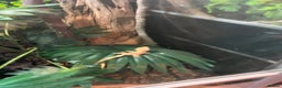 Gecko reptiles for sale: Crested gecko babies  - Advert 1