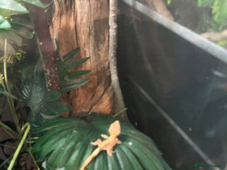 Gecko reptiles Crested gecko babies - Advert 1