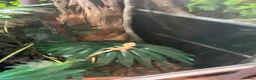 Gecko reptiles for sale: Crested gecko babies  - Advert 1