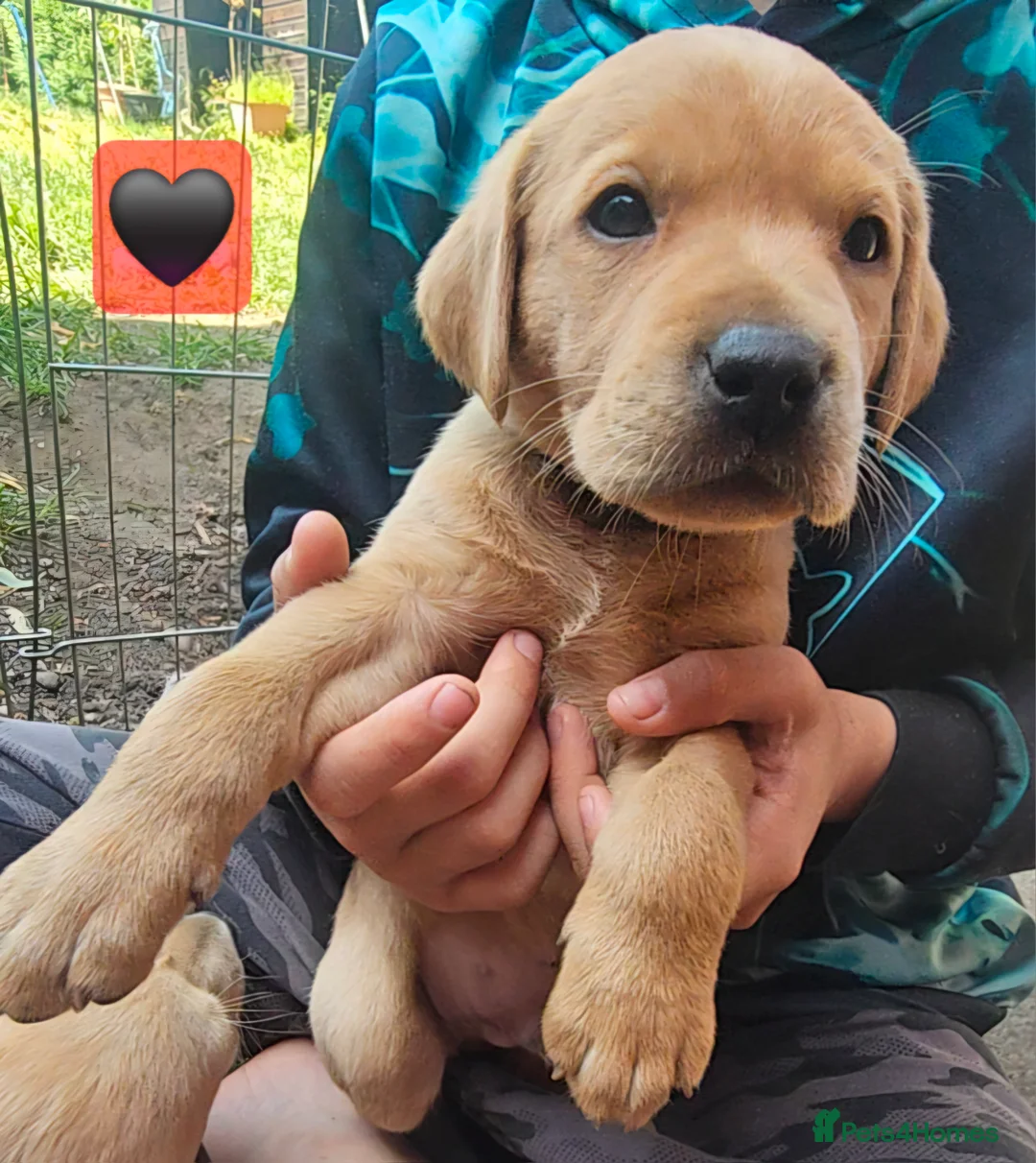 Labrador Retriever dogs for sale: Labrador Retriever Puppies🐶🐾 - Advert 2