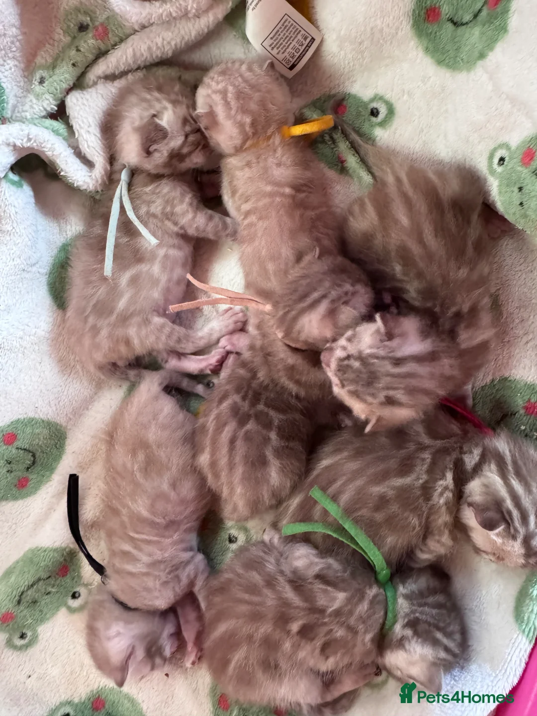 Bengal cats for sale: TICA Reg Bengal Kittens. Ready Next Month - Advert 2
