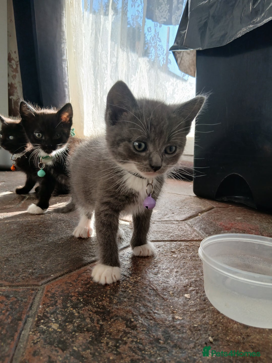 Mixed Breed cats for sale: 6 Kittens looking for new forever homes - Advert 5
